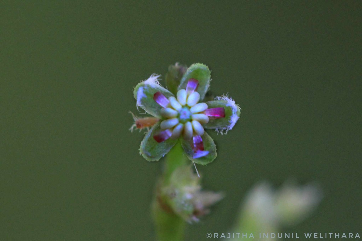 Trema orientale (L.) Blume